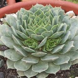 Sempervivum - Dachwurz - Hauswurz